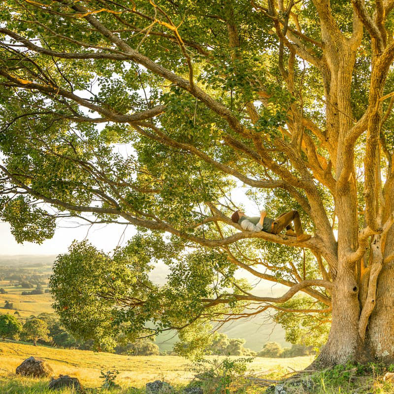 Arbre hypnothérapie